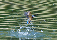 いつもの公園　５/２８❷