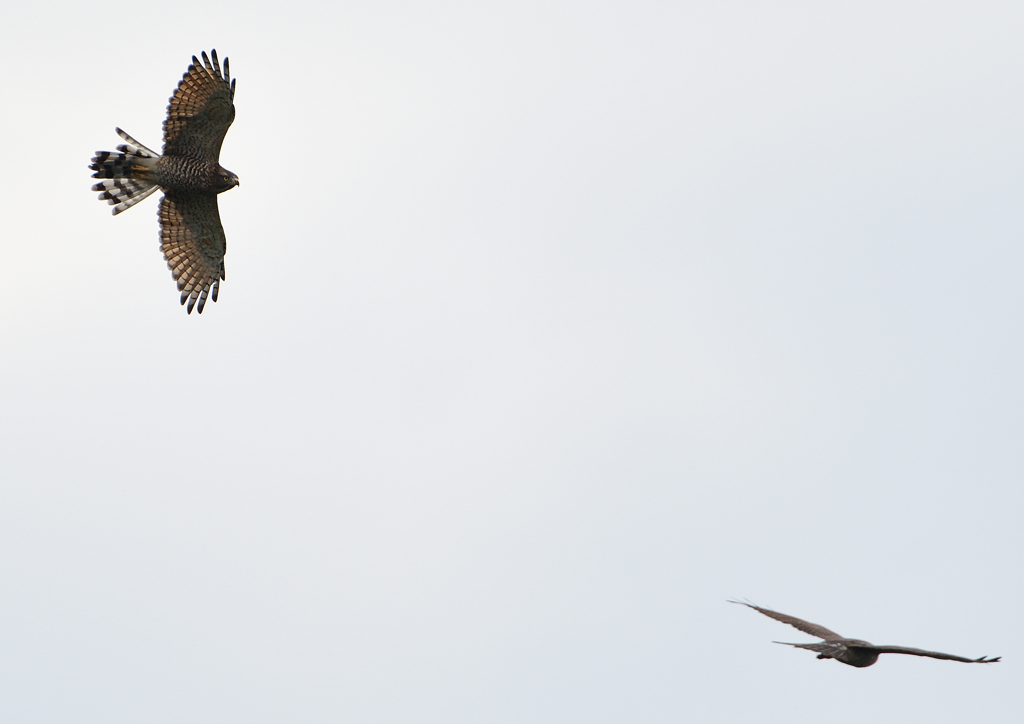 サシバの飛翔　９/２７❹