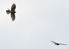 サシバの飛翔　９/２７❹