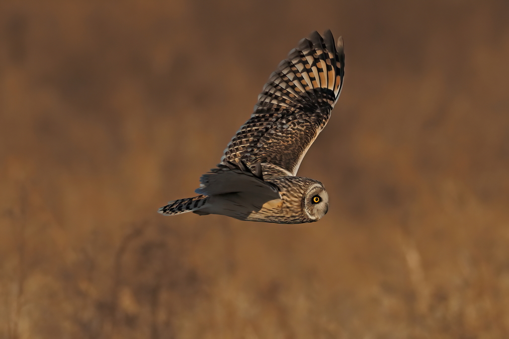 コミミズク　２/１❻