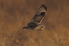 コミミズク　２/１❻