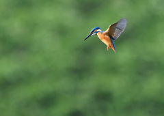 ホバ　５/２６❶