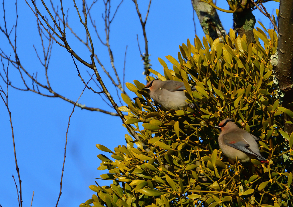 ヒレンジャク　２/２１❶