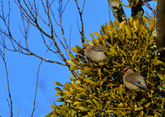 ヒレンジャク　２/２１❶