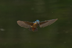 ホバリング　６/２