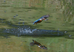 魚を・・・・・・　５/８❹