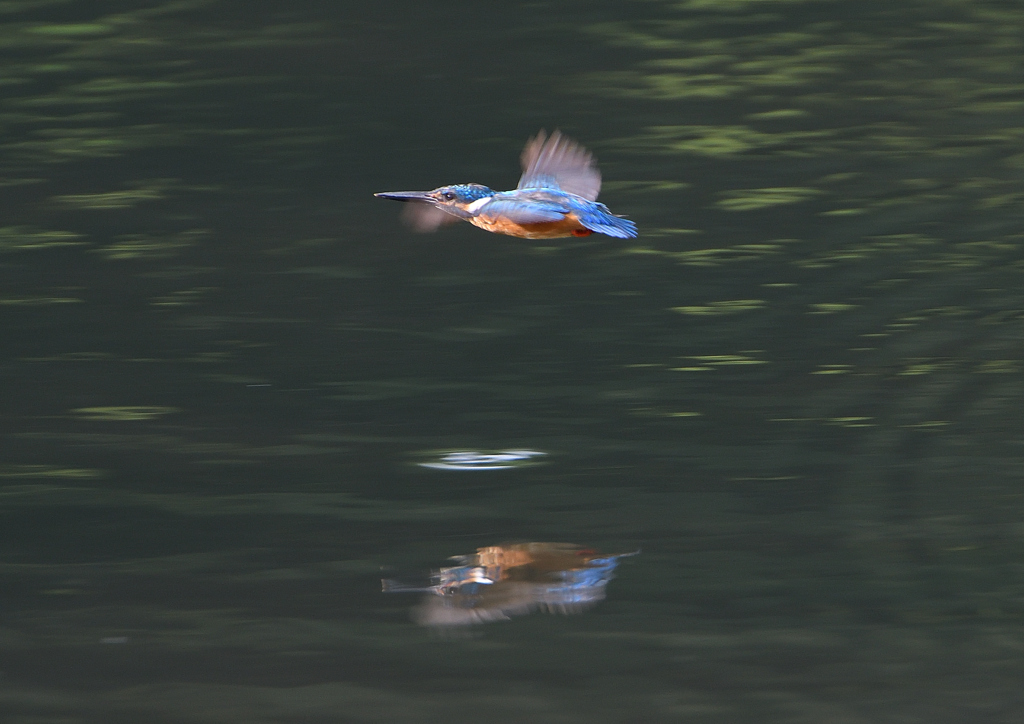 飛翔　7/２３❶
