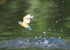 ダイブ　８/１３❼