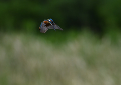 ホバ　５/２０❸