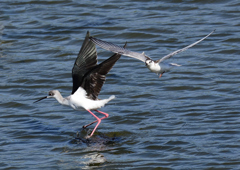 ハジロクロハラアジサシ&セイタカシギ　１０/５❷