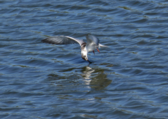 ハジロクロハラアジサシ　１０/５❹