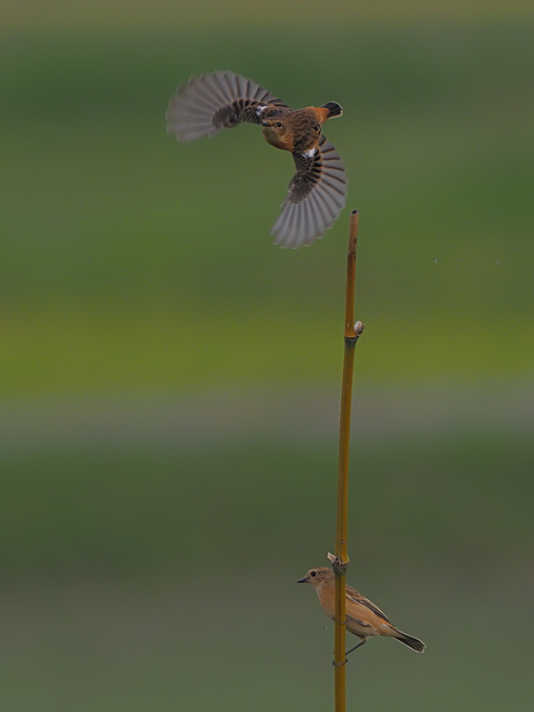 ノビタキ　１０/１２❸