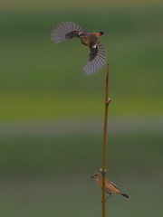 ノビタキ　１０/１２❸