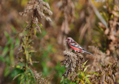 赤い鳥　１２/１１❷