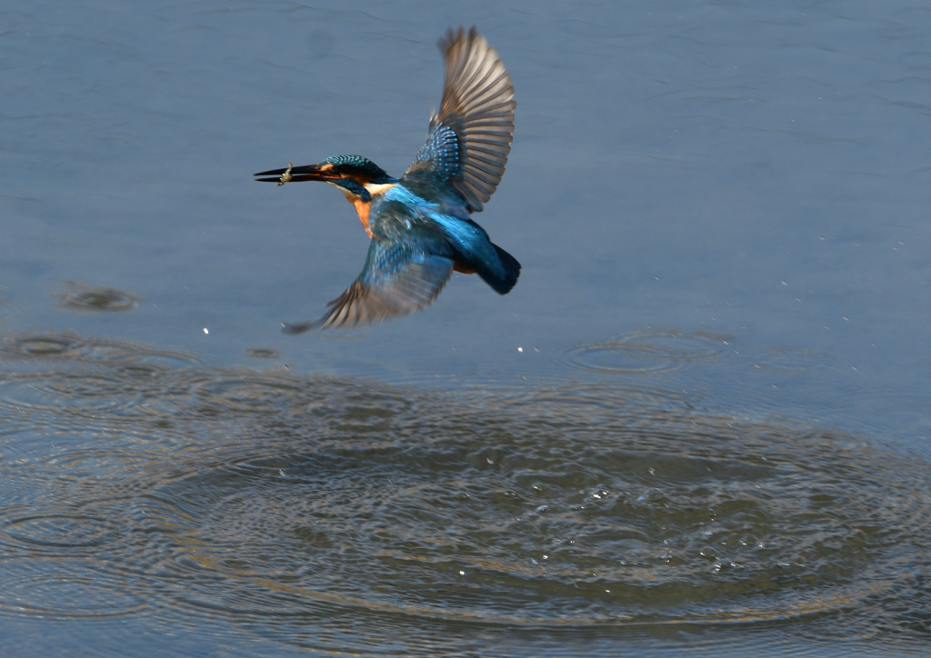 ヤゴを・・・・❷