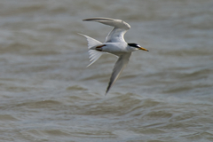 コアジサシ　５/２６❸