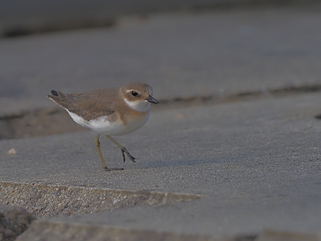 メダイチドリ　１０/１４