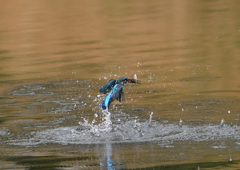 ダイブ　４/１２❹