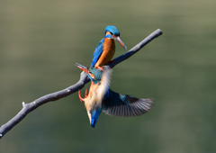 オスとメス　３/２５❶