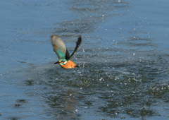 ダイブしたが・・・・