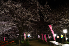 夜桜見物