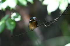 幼鳥　６/１１❺