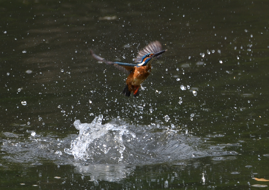 ダイブ　５/１３❸