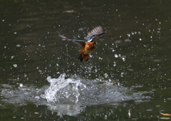 ダイブ　５/１３❸