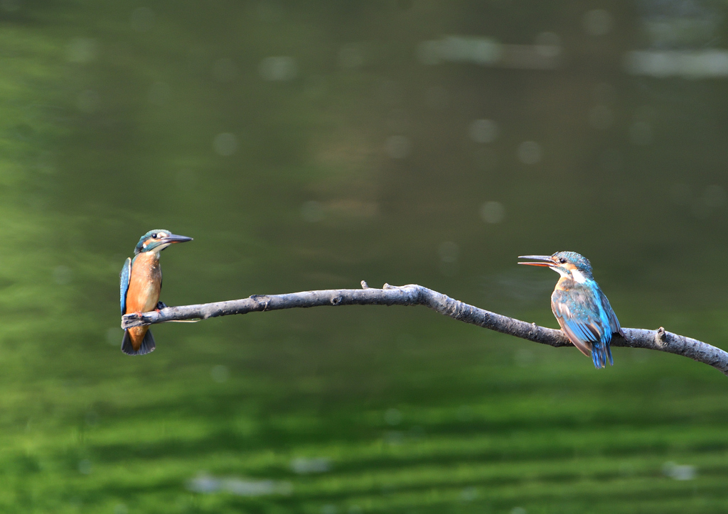 2羽のカワセミ　８/１９❸