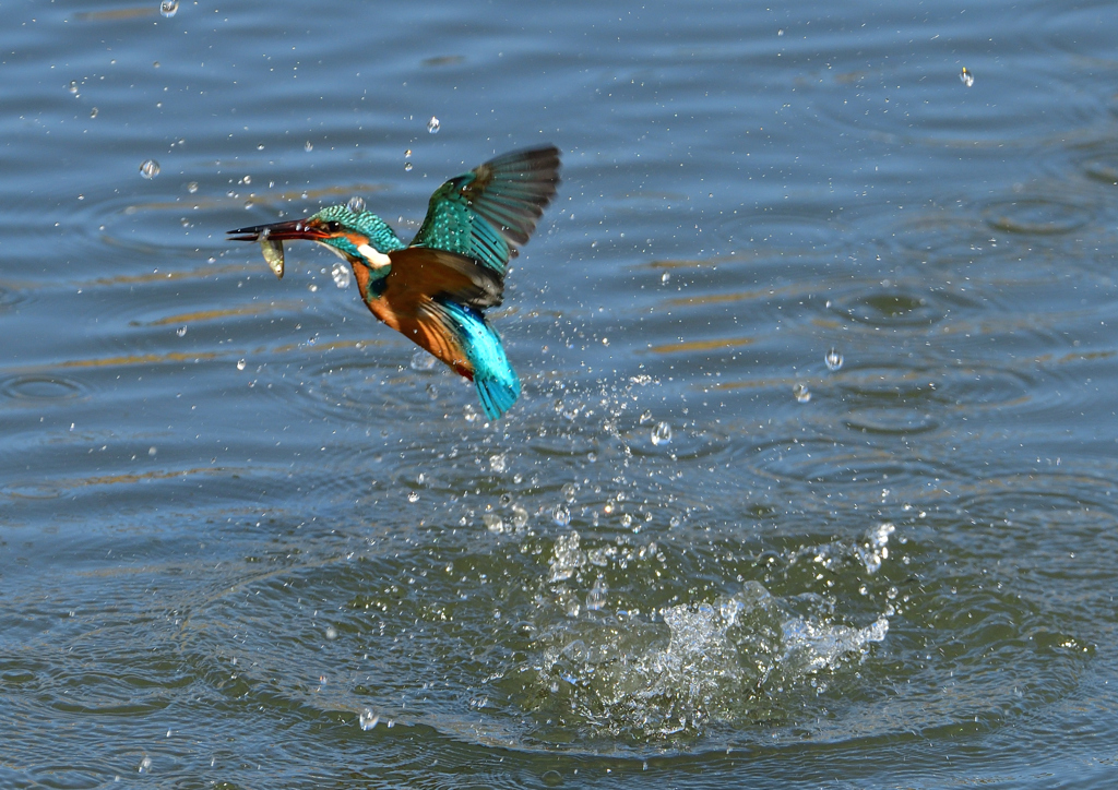 ダイブ　３/２３❸