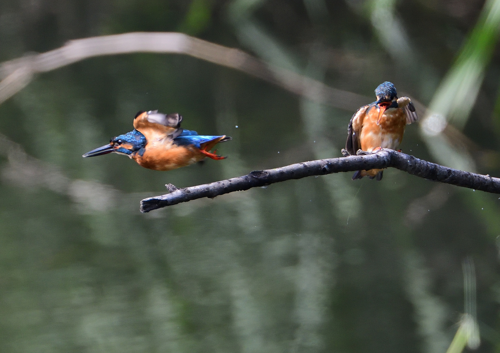 2羽のカワセミ　９/１２❷