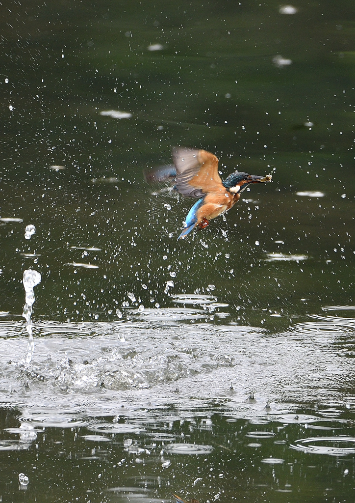 水飛沫　８/２９❸