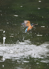 水飛沫　８/２９❸