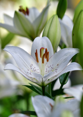 ゆり園　６/２０❹