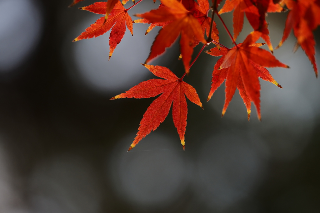 紅葉　１２/１２❶