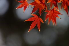 紅葉　１２/１２❶