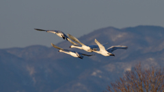 コハクチョウ　２/６❷