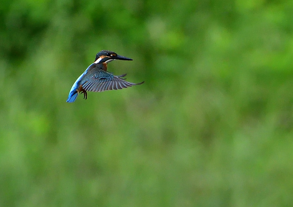 ホバリング　７/２９⑧