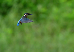 ホバリング　７/２９⑧