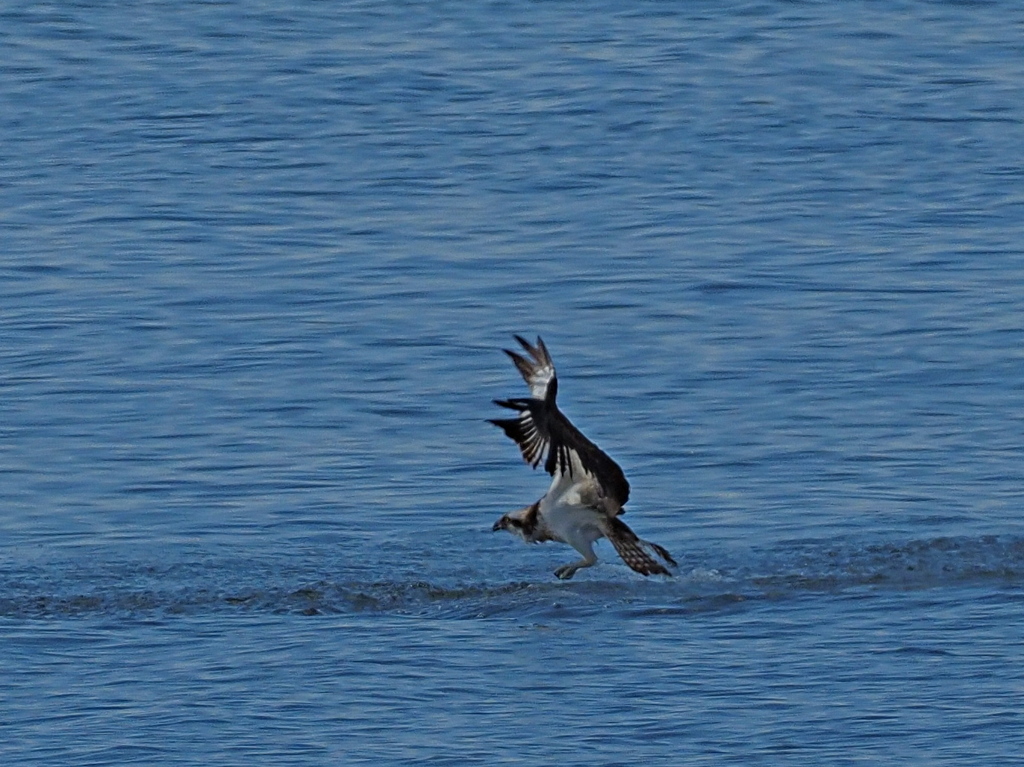 ミサゴ　１０/１４❶