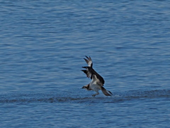 ミサゴ　１０/１４❶