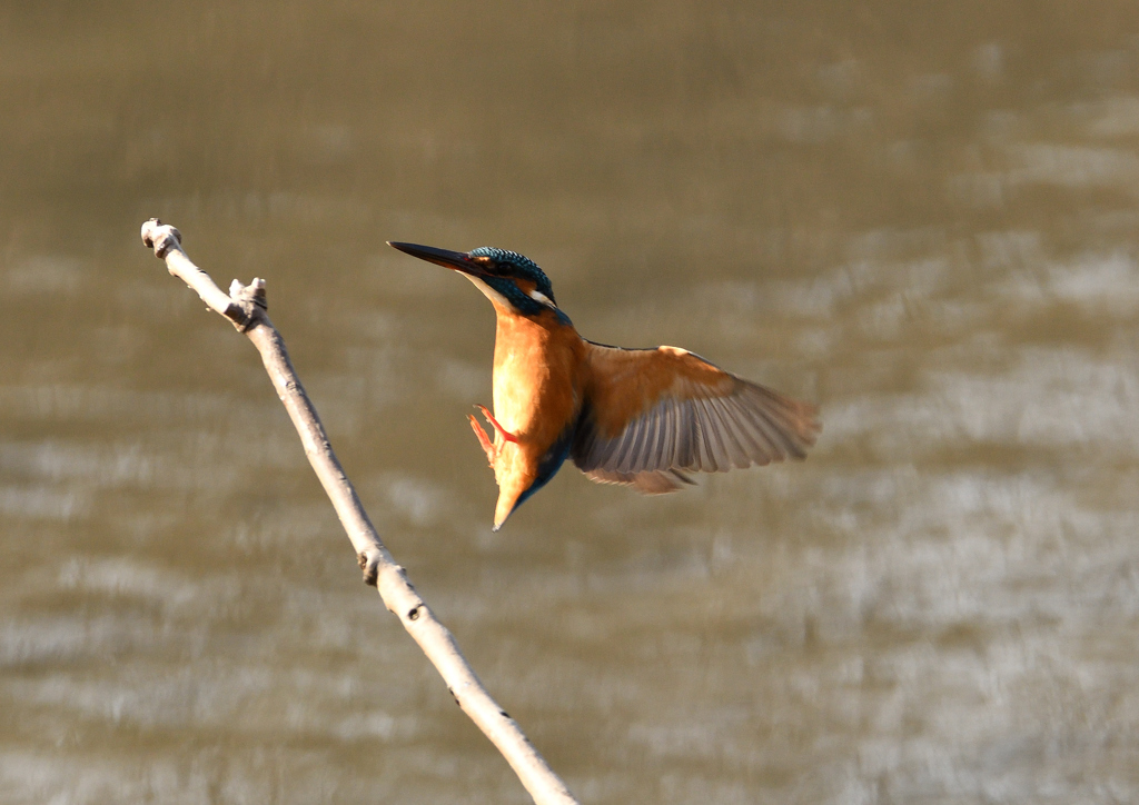 _190125_101540 DSC_6373