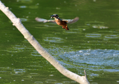止まり木　８/１９❷