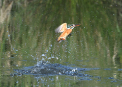 ダイブ　５/６❹