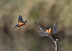 _191102_075311 DSC_8620