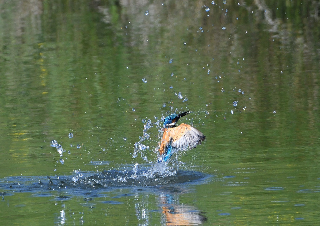 ダイブ　５/７❹