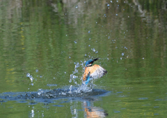 ダイブ　５/７❹