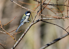 シジュウカラ❷