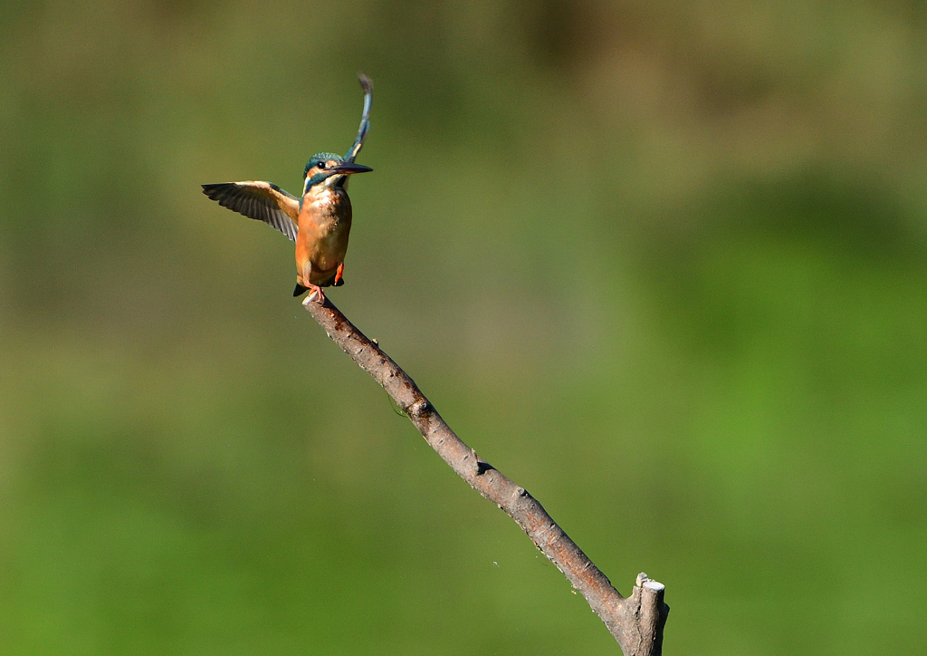 止まり木　８/１３❸