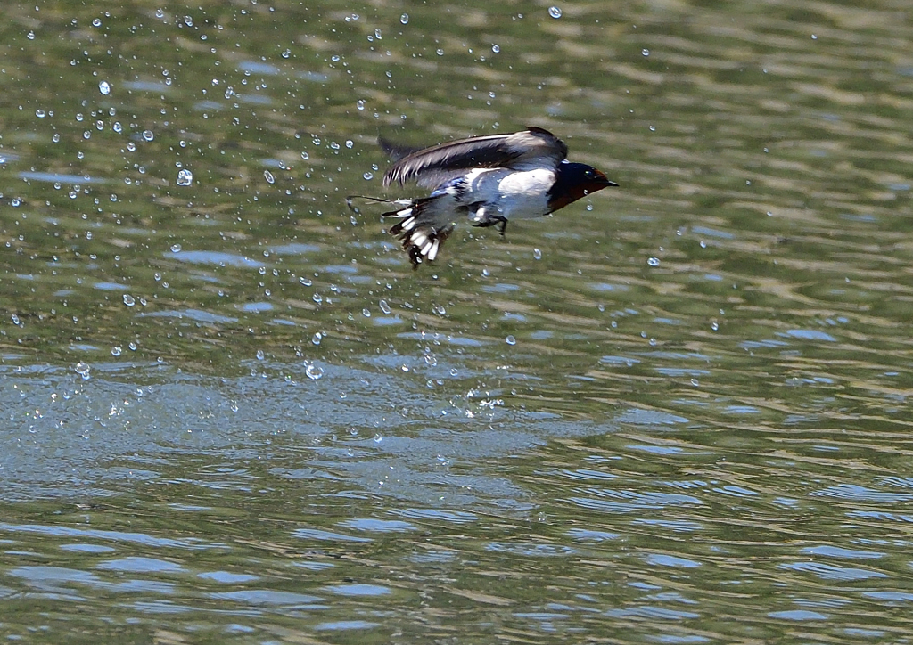 ツバメの飛翔　４/１０❷